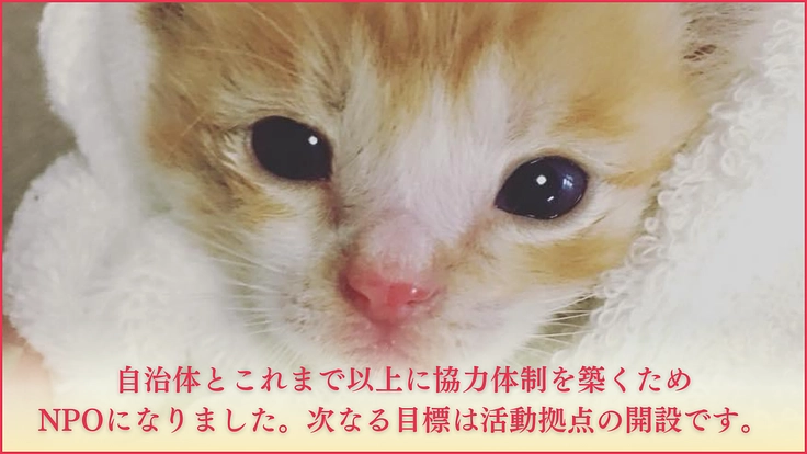 ねこの古都なら|猫と人の温かいご縁を繋ぐ。開放型シェルターの開設へ 2枚目