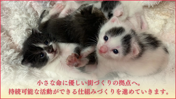 ねこの古都なら|猫と人の温かいご縁を繋ぐ。開放型シェルターの開設へ 5枚目