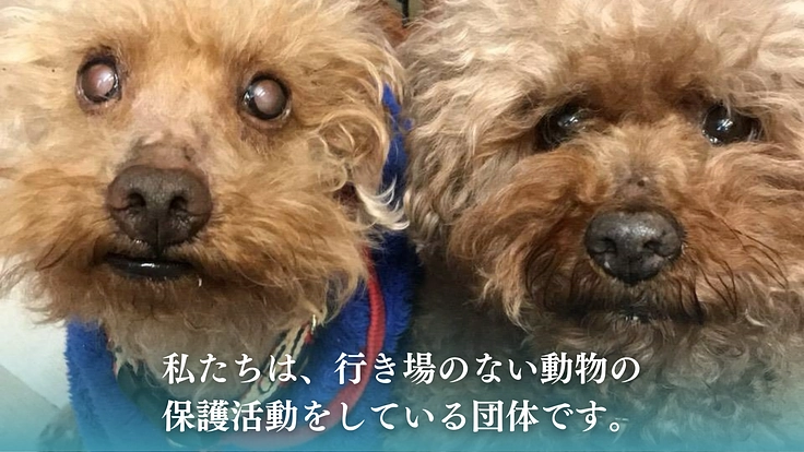 老犬、保護犬でも安心できる【啓発型トリミングサロン】を作りたい！ 2枚目