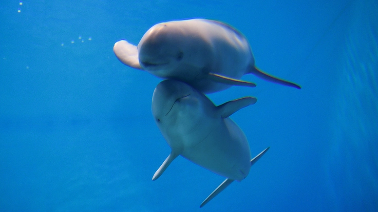 スナメリの未来を救え！大阪湾で生きるスナメリが人と共存するために 3枚目