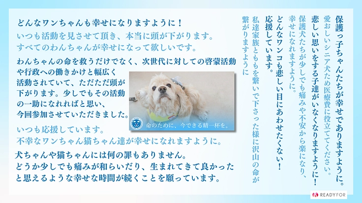 SORA小さな命を救う会｜救える命を諦めない！保護犬に適切な医療を 6枚目