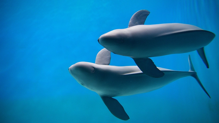 スナメリの未来を救え！大阪湾で生きるスナメリが人と共存するために 4枚目