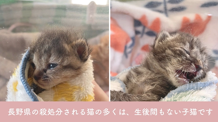 小さな命を、幸せな猫生へ繋ぐために。譲渡型ふれあいハウスの開設へ 2枚目