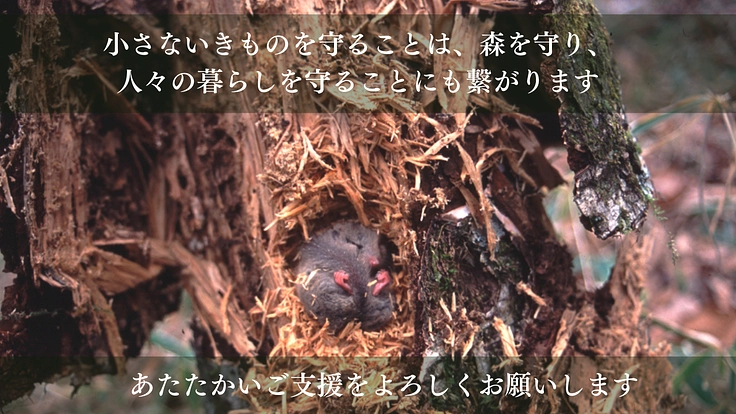 森の宝「ヤマネ」を守る。いきもの達が棲む豊かな未来をみんなで作ろう 10枚目