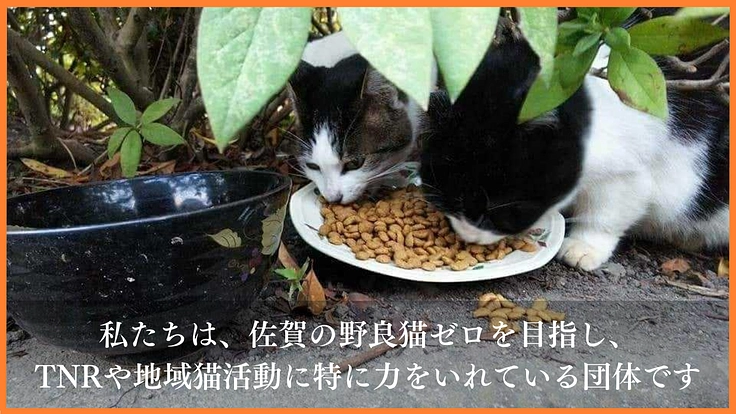 野良猫がいない未来へ｜一斉TNR会場を併設した新シェルターの開設へ 2枚目