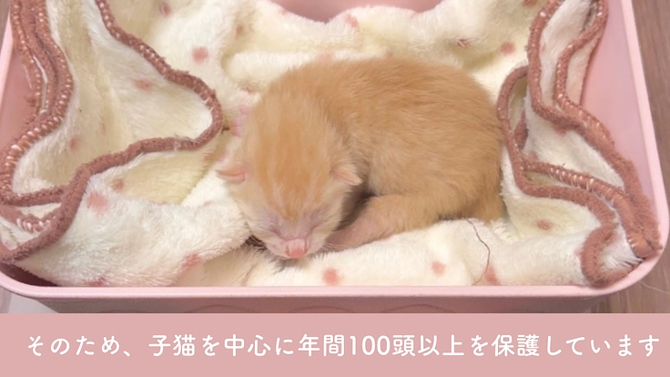 小さな命を、幸せな猫生へ繋ぐために。譲渡型ふれあいハウスの開設へ 3枚目