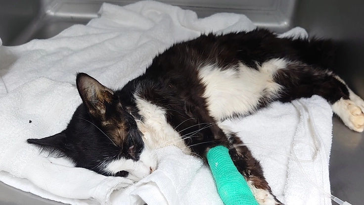 夜に聞こえる犬猫のSOSに応えたい。明日へ命を繋ぐ夜間診療所開設へ 3枚目