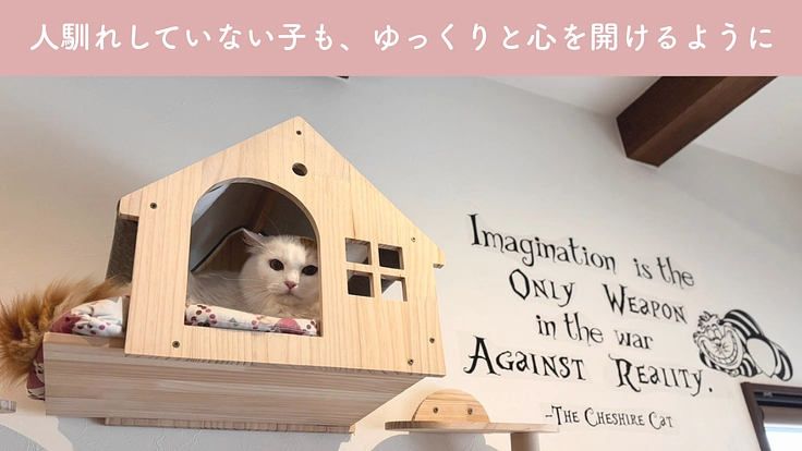 小さな命を、幸せな猫生へ繋ぐために。譲渡型ふれあいハウスの開設へ 5枚目