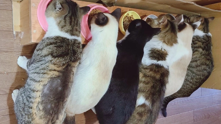 野良猫STOP!移動式手術室によるTNR活動で小さな命を救いたい 3枚目