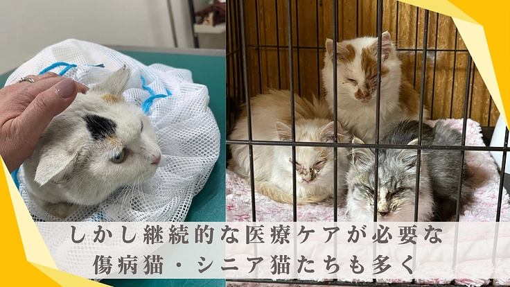 猫と紡ぐサポーター募集！保護猫たちの命を大切につないでいきたい 4枚目