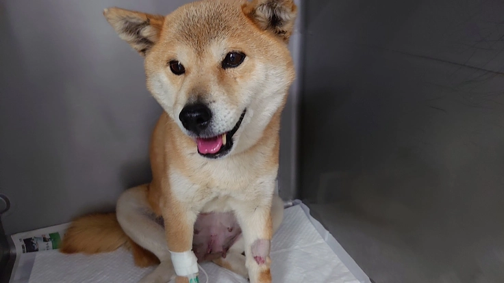 夜に聞こえる犬猫のSOSに応えたい。明日へ命を繋ぐ夜間診療所開設へ 4枚目