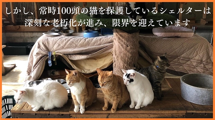 野良猫がいない未来へ｜一斉TNR会場を併設した新シェルターの開設へ 5枚目