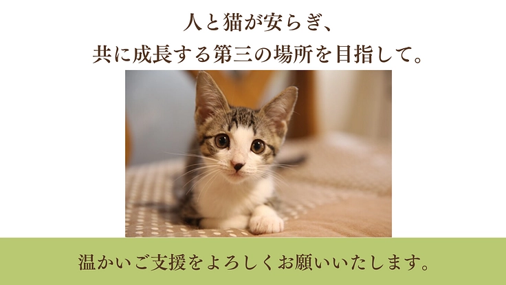 急遽立ち退き決定!猫と人に優しい保護猫シェルターを早急に移転したい 5枚目