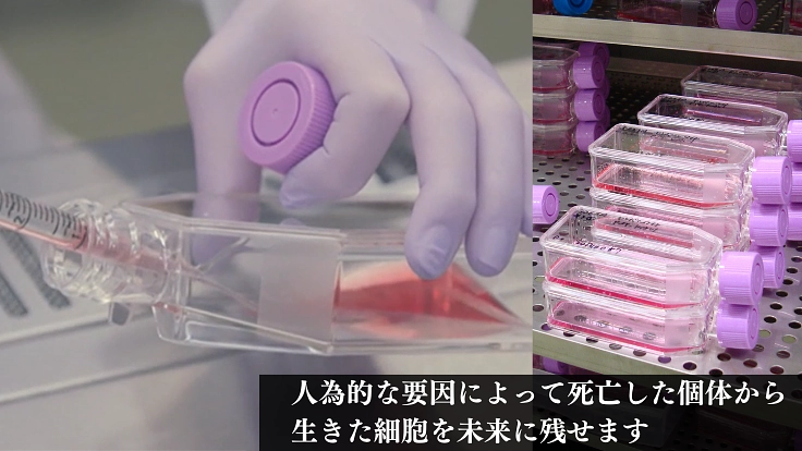 絶滅危惧種の多様性を未来に残すため、細胞保存のタイムカプセルを！ 3枚目