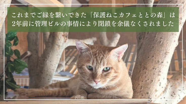 ととの森|猫と人が出会い、温かいご縁を繋ぐ「はじまりの場」の開設へ 3枚目