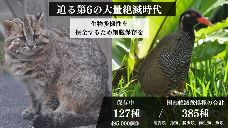 絶滅危惧種の多様性を未来に残すため、細胞保存のタイムカプセルを！ 2枚目