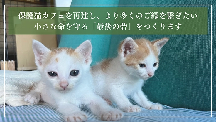 ととの森|猫と人が出会い、温かいご縁を繋ぐ「はじまりの場」の開設へ 4枚目