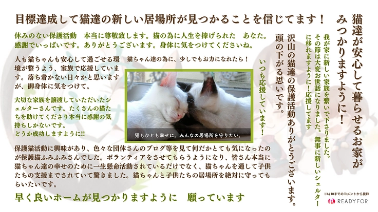 急遽立ち退き決定！猫と人に優しい保護猫シェルターを早急に移転したい 6枚目