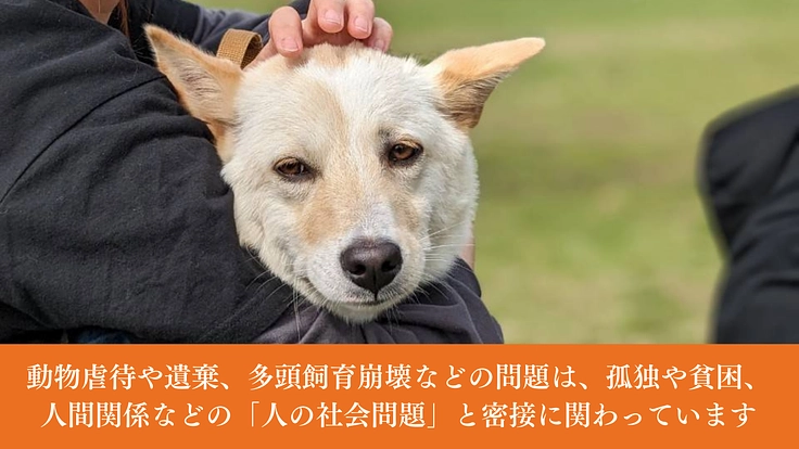 神栖から収容犬をゼロに。野犬と子どもがともに成長する居場所の開設へ 3枚目