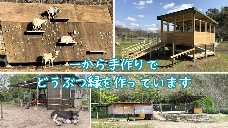 日本のカピバラの血統と未来を守りたい｜袖ヶ浦ふれあいどうぶつ縁 2枚目