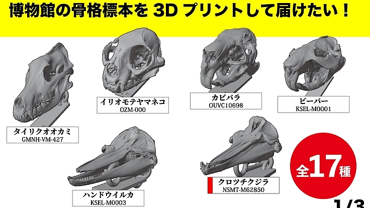 見るだけの骨から、触れる骨へ|手のひらサイズの哺乳類頭骨レプリカ 4枚目