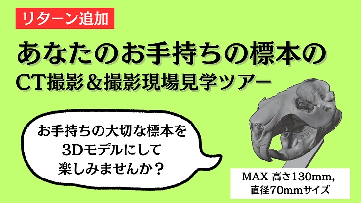 見るだけの骨から、触れる骨へ|手のひらサイズの哺乳類頭骨レプリカ 3枚目