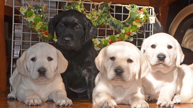 日本ライトハウス盲導犬訓練所｜社会で支え合う盲導犬育成を目指して! 3枚目