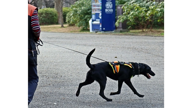 大切な人のもしもの時に！行方不明者を探す民間捜索犬を育てたい！ 6枚目