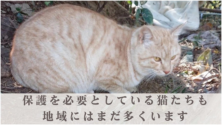 保護猫シェルター存続の危機｜猫の幸せを追求する運営・医療にご支援を 4枚目