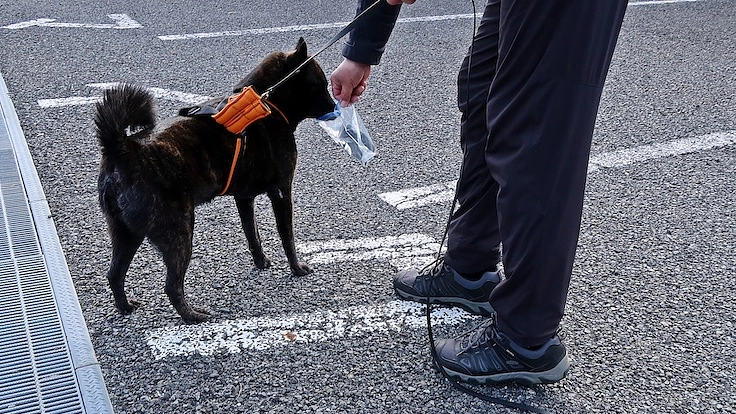 大切な人のもしもの時に！行方不明者を探す民間捜索犬を育てたい！ 5枚目