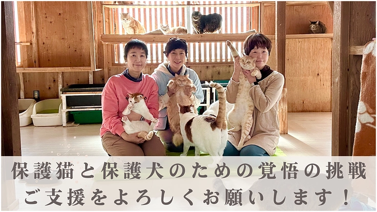 保護猫シェルター存続の危機｜猫の幸せを追求する運営・医療にご支援を 5枚目