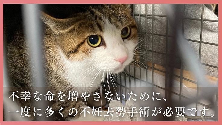 多頭飼育崩壊に歯止めを！行政施設内に「不妊手術専門病院」の開設へ 4枚目