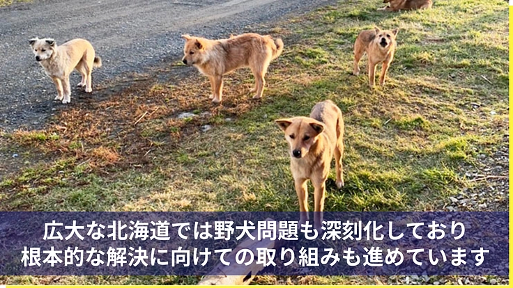 医療の充実と飼育環境を整備し、より多くの犬猫の命を繋ぎたい 5枚目