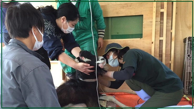 人も動物も幸せな未来へ。救えない命の為の動物診療所と里山拠点づくり 3枚目