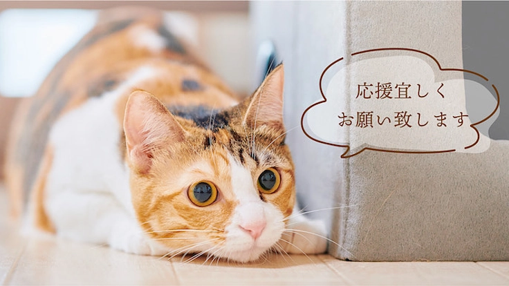 ラーメンの力で猫を助ける「保護猫ラーメンカフェ」を作ります！ 6枚目