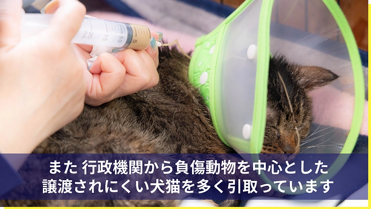 医療の充実と飼育環境を整備し、より多くの犬猫の命を繋ぎたい 3枚目
