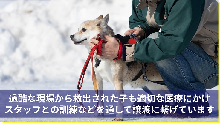 医療の充実と飼育環境を整備し、より多くの犬猫の命を繋ぎたい 6枚目