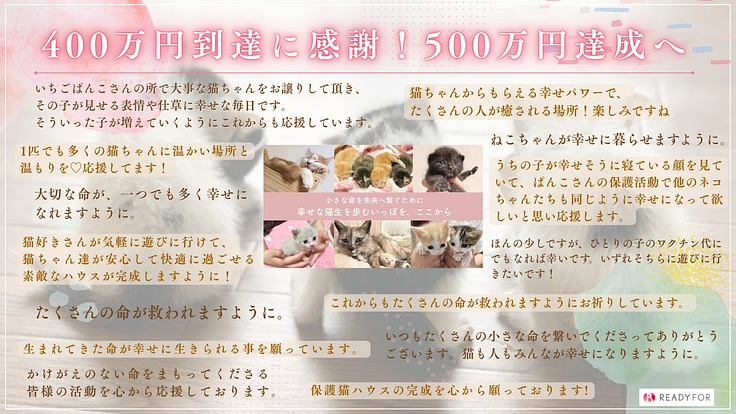 小さな命を、幸せな猫生へ繋ぐために。譲渡型ふれあいハウスの開設へ 8枚目