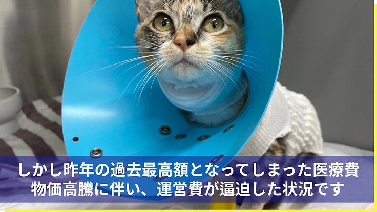 医療の充実と飼育環境を整備し、より多くの犬猫の命を繋ぎたい 8枚目