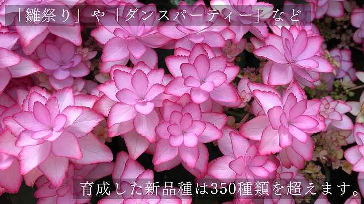 加茂荘花鳥園｜安らぎの空間を守り継ぐ。古寺周辺をアジサイの原木園に 5枚目