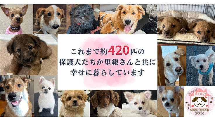 保護犬たちの命を救い幸せへと繋ぎ続ける｜リアン継続サポーター募集 2枚目