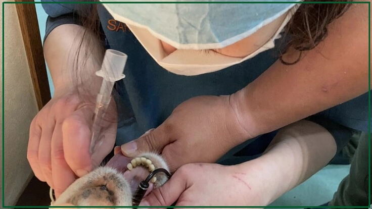 人も動物も幸せな未来へ。救えない命の為の動物診療所と里山拠点づくり 7枚目