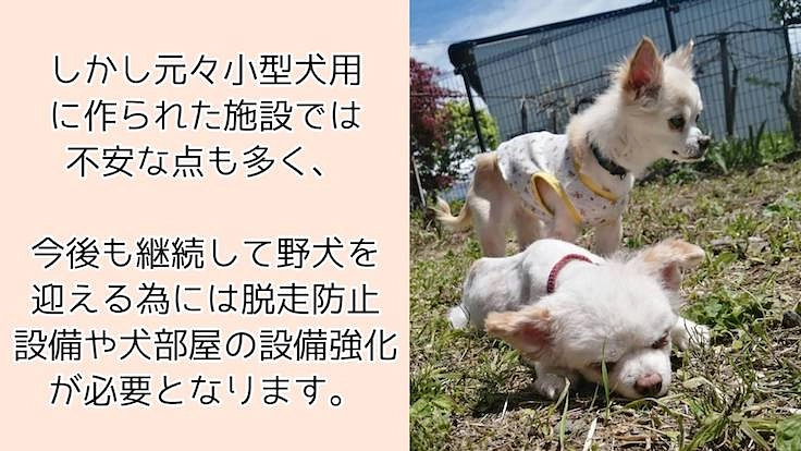 『野犬』も安心して暮らせる保護施設を岩手に作りたい 5枚目