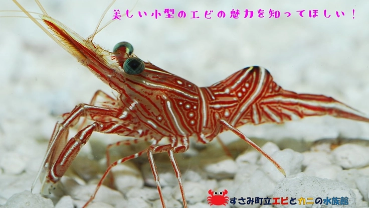 エビとカニの水族館｜生物多様性を学ぶ図鑑水槽をみんなで作りたい！ 3枚目