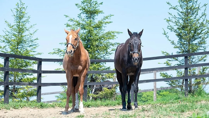 日高から全国に。馬たちの幸せな余生を願う、引退馬と呼ばない未来へ。 2枚目