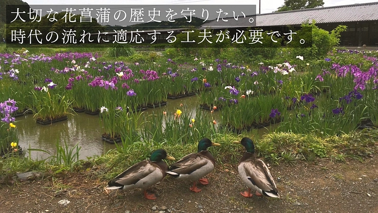 加茂荘花鳥園｜安らぎの空間を守り継ぐ。古寺周辺をアジサイの原木園に 8枚目