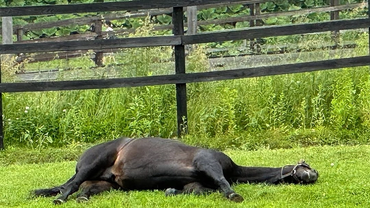 日高から全国に。馬たちの幸せな余生を願う、引退馬と呼ばない未来へ。 3枚目