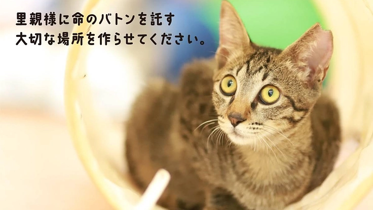 1匹でも多くの命を救うため。より広いシェルター型保護猫カフェへ 4枚目