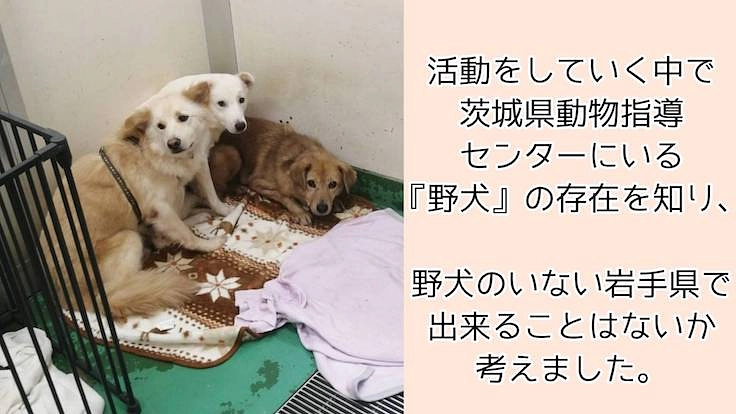 『野犬』も安心して暮らせる保護施設を岩手に作りたい 3枚目