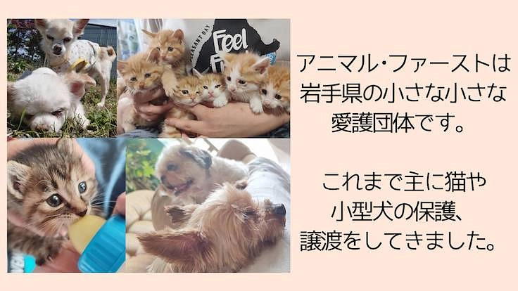 『野犬』も安心して暮らせる保護施設を岩手に作りたい 2枚目